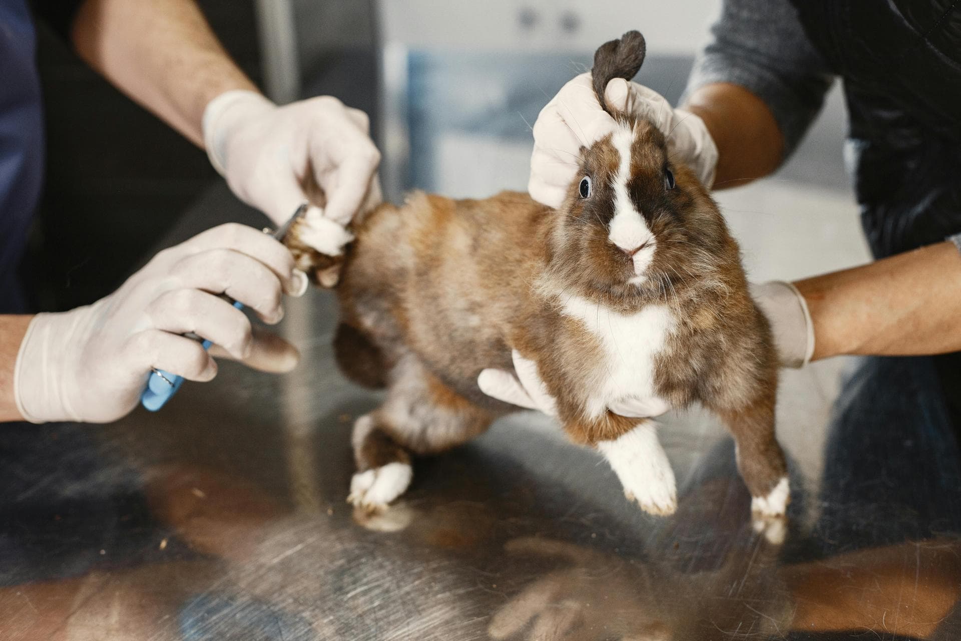 Rabbit getting nails clipped at vet