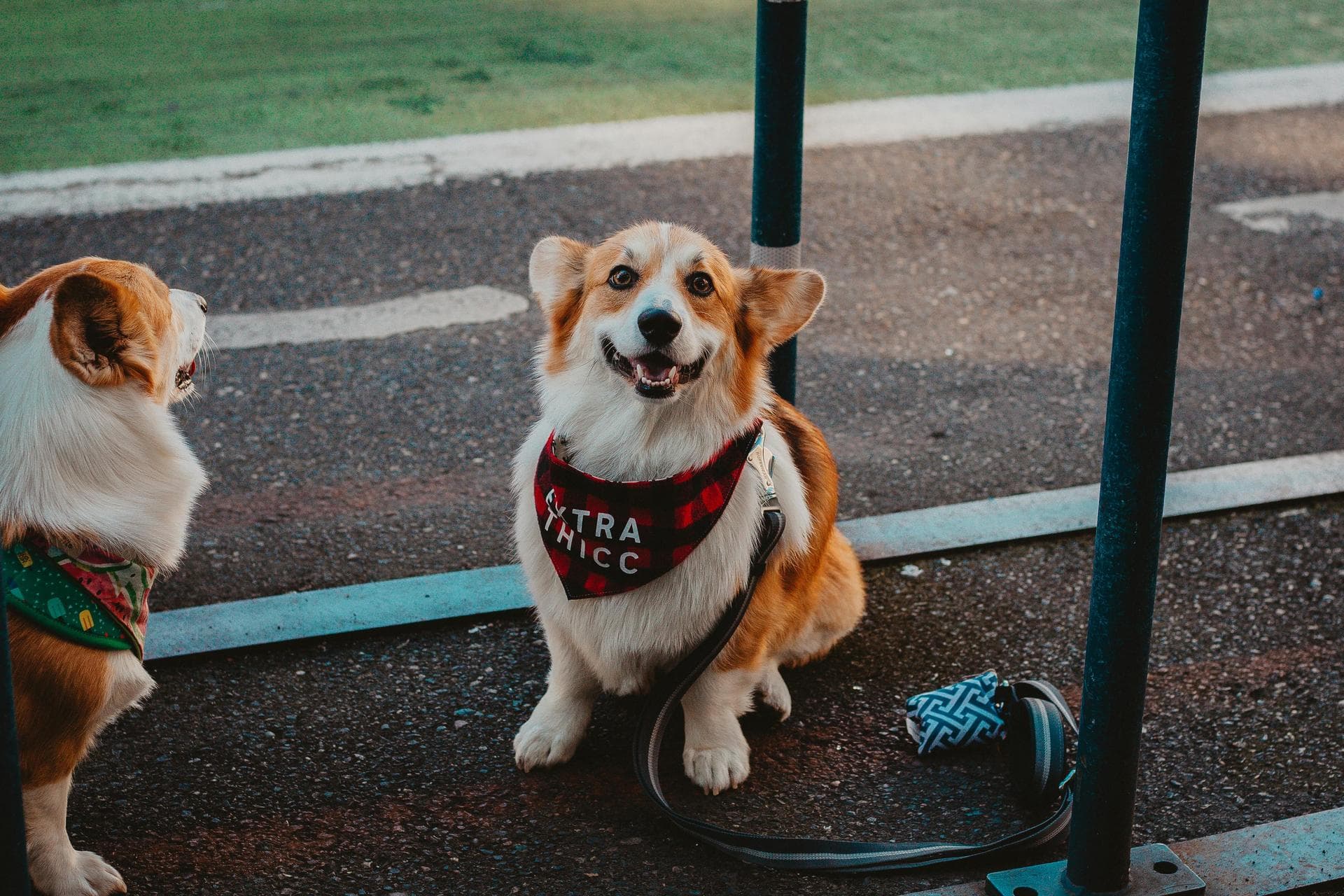 Dog & Cat Vets in Rochester
