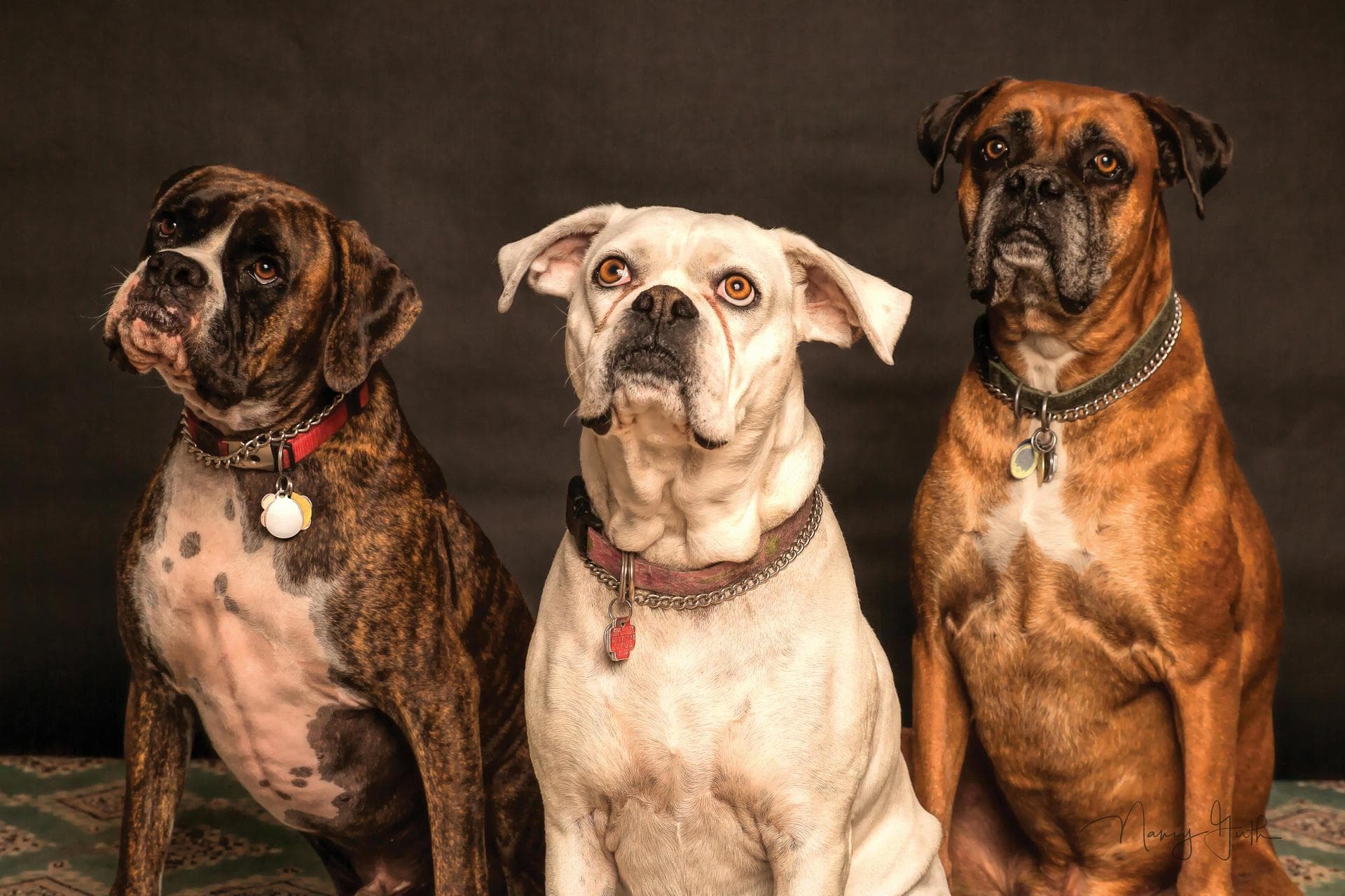 Emergency Vets in Rochester