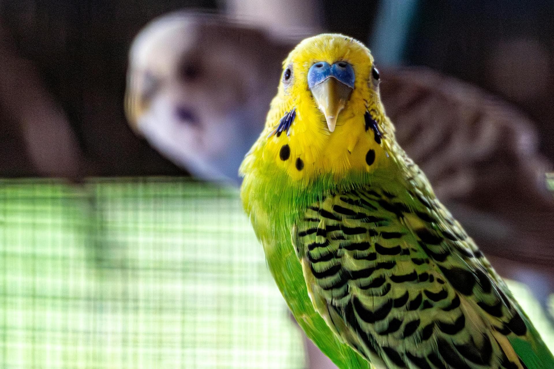 Parrot looking at camera