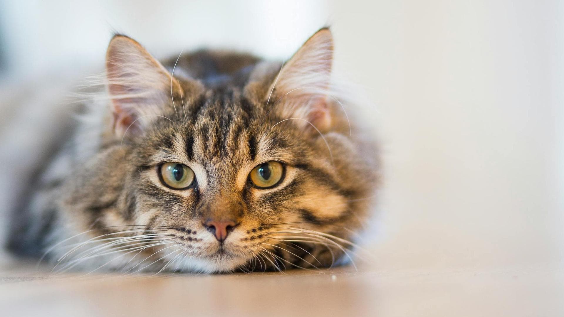 Vet Prices in Rochester
